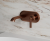 ferf.png